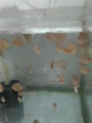 Discus Fish