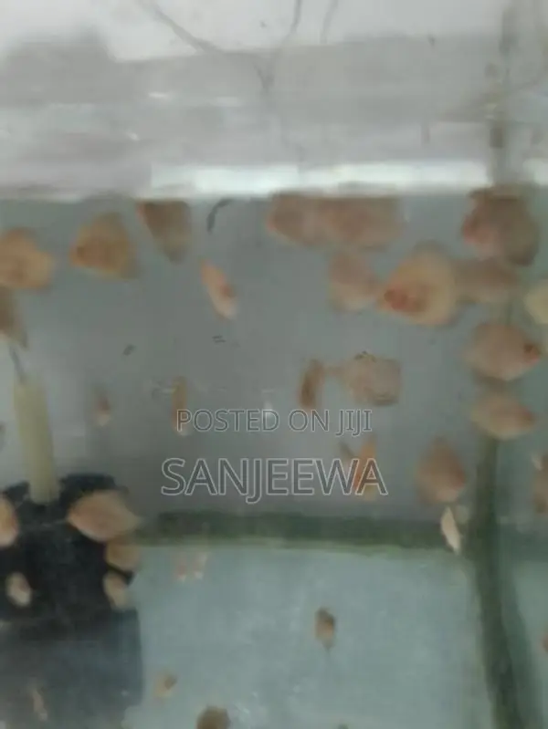Discus Fish
