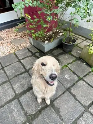 English Cream Golden Retriever