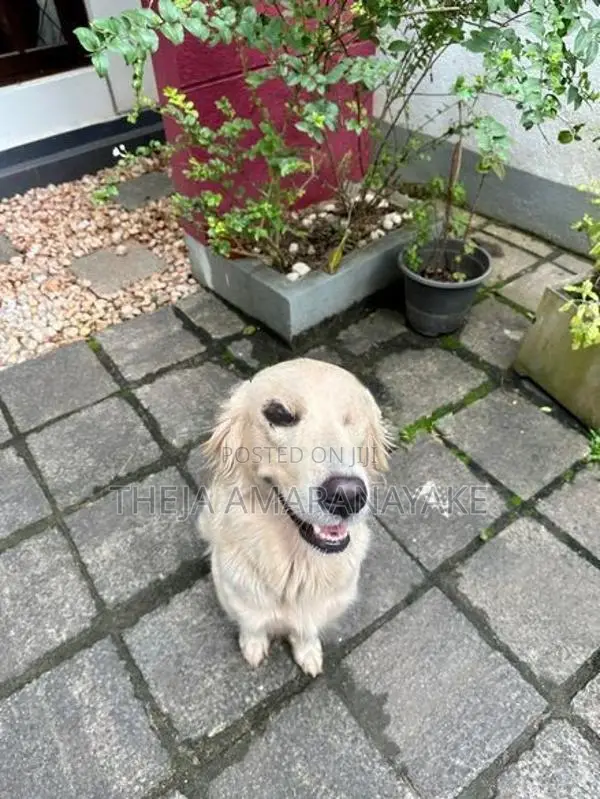 English Cream Golden Retriever