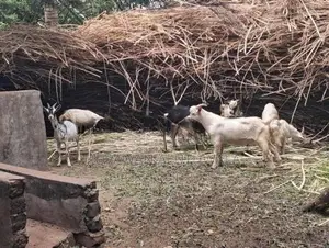 Saanen Goats