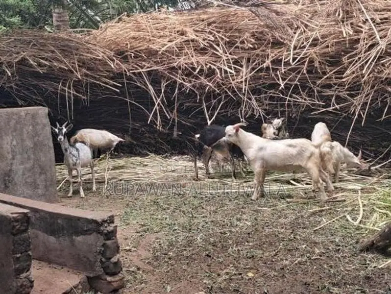 Saanen Goats