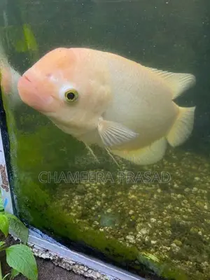 Jam Gurami Fish