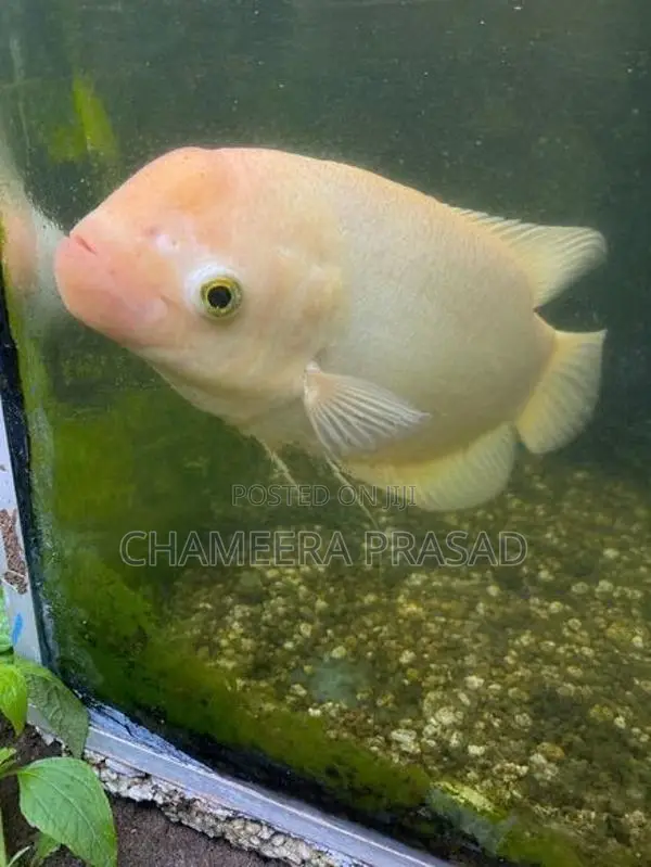 Jam Gurami Fish