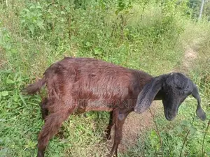 Farm Goat