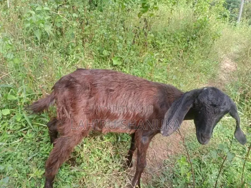 Farm Goat