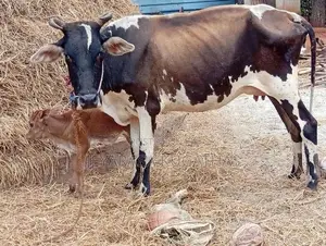 Milk Cow