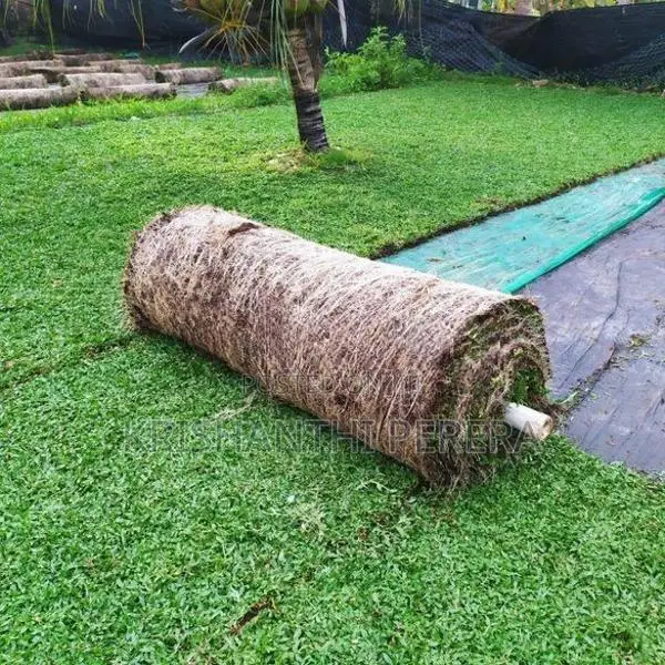 Malaysian Grass