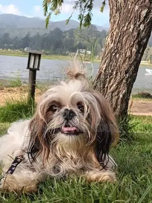 Shih Tzu Male Puppy