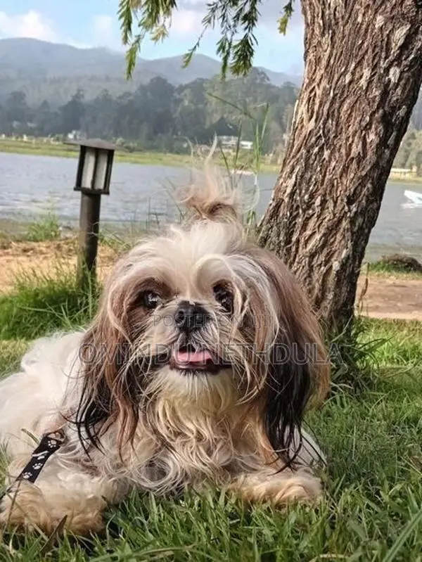 Shih Tzu Male Puppy