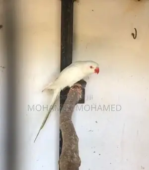 Ringneck