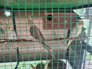 Cockatiel Bird