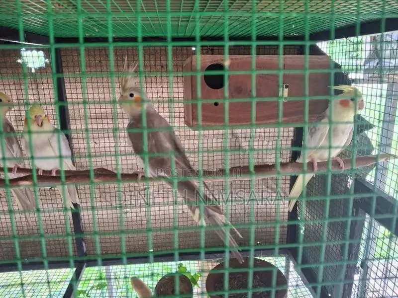 Cockatiel Bird