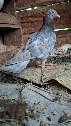 Pigeon