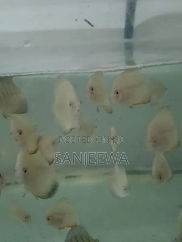 Discus Fish