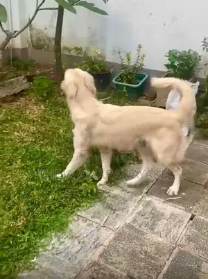 English Cream Golden Retriever