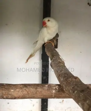 Ringneck
