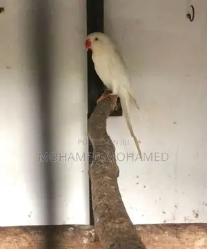 Ringneck