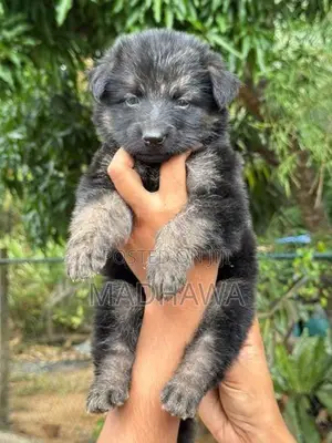 Lion Shepherd Puppy