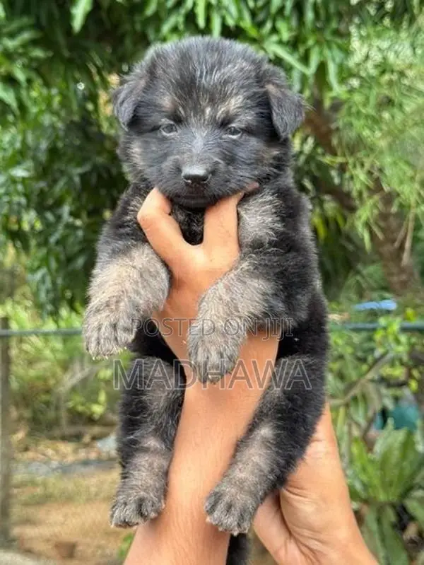Lion Shepherd Puppy
