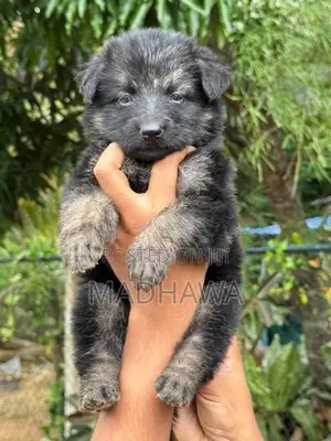 Lion Shepherd Puppy