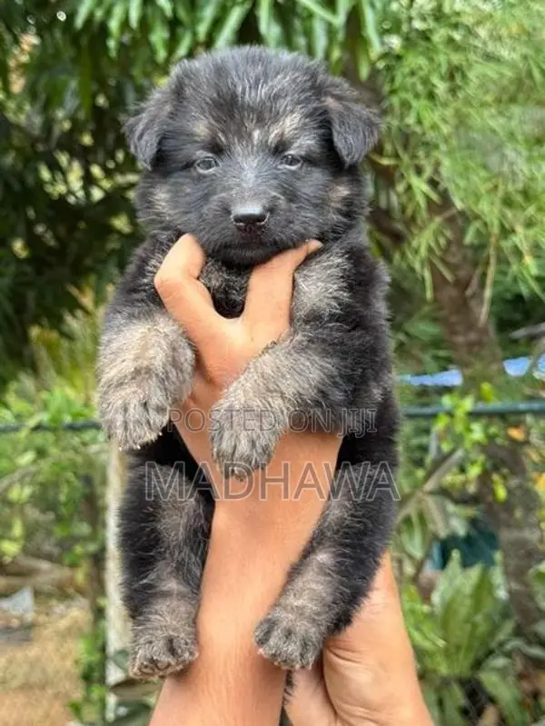 Lion Shepherd Puppy