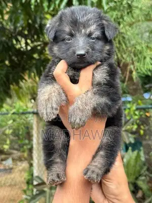 Lion Shepherd Puppy