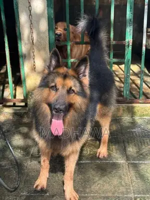 Lion Shepherd Puppy