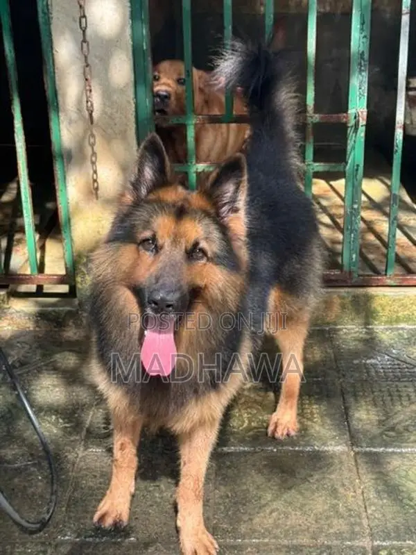 Lion Shepherd Puppy