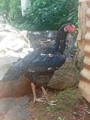 Pulli Hen