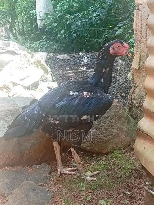 Pulli Hen