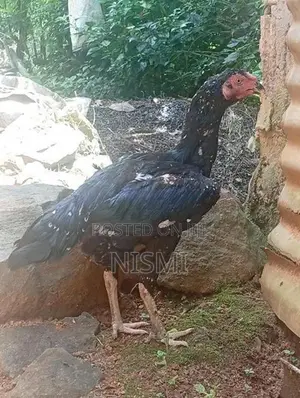 Pulli Hen