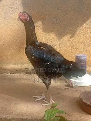 Pulli Hen