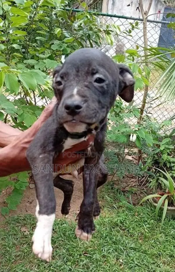American bully puppy