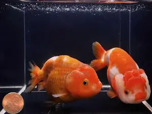 Lionhead Ranchu Goldfish