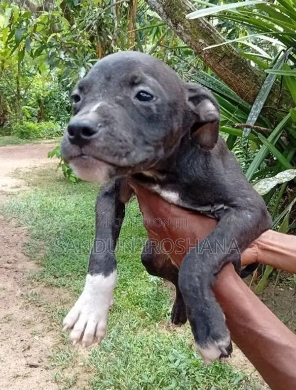 American bully puppy