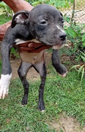 American bully puppy