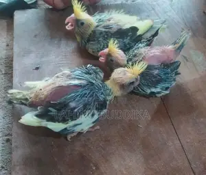 කොකටේල් පැටව් විකිණීමට.