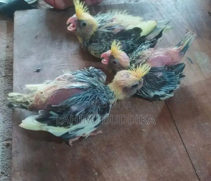 කොකටේල් පැටව් විකිණීමට.