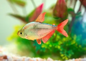 Colombian Tetra