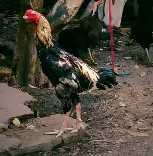 Aseel rooster