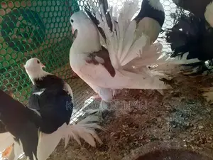Pigeons