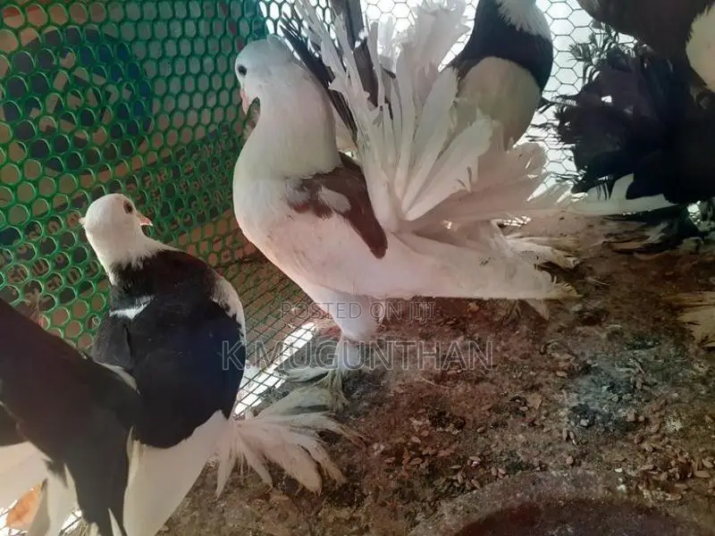 Pigeons