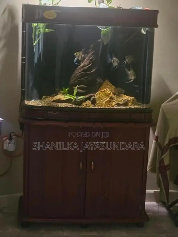 Curved Fish Tank with Cabinet