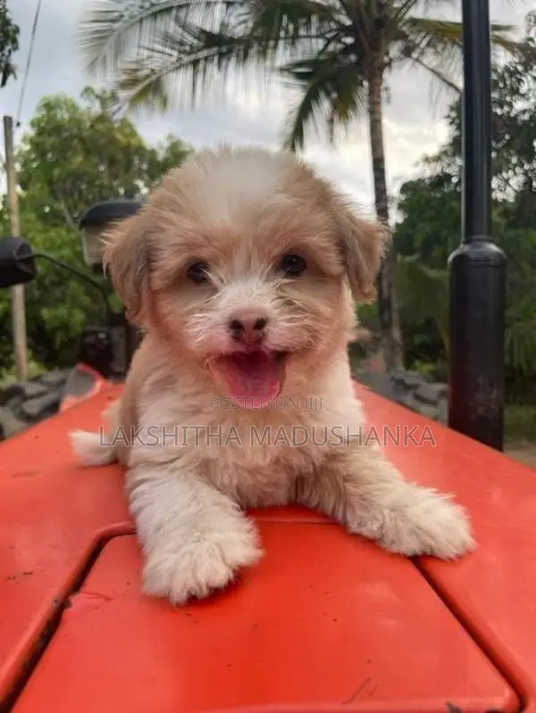 Shithzu Puppy