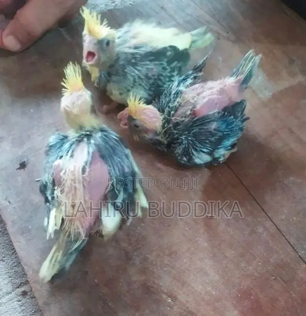 කොකටේල් පැටව් විකිණීමට.
