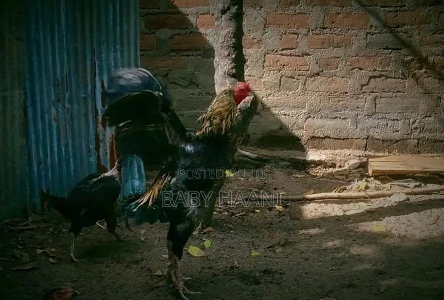 Aseel rooster