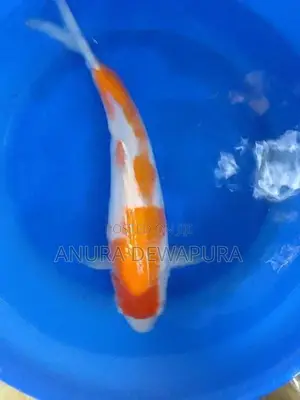 Japanese Koi Fish