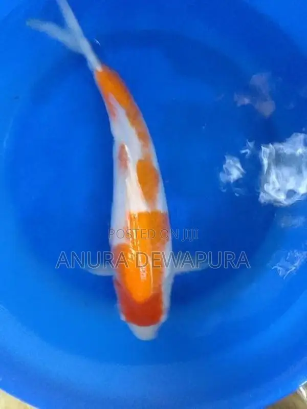 Japanese Koi Fish