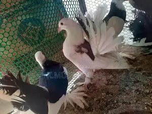 Pigeons